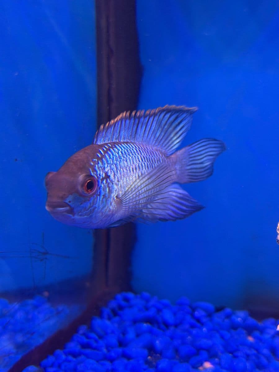 Electric Blue Acara at Sea Cave Inc.