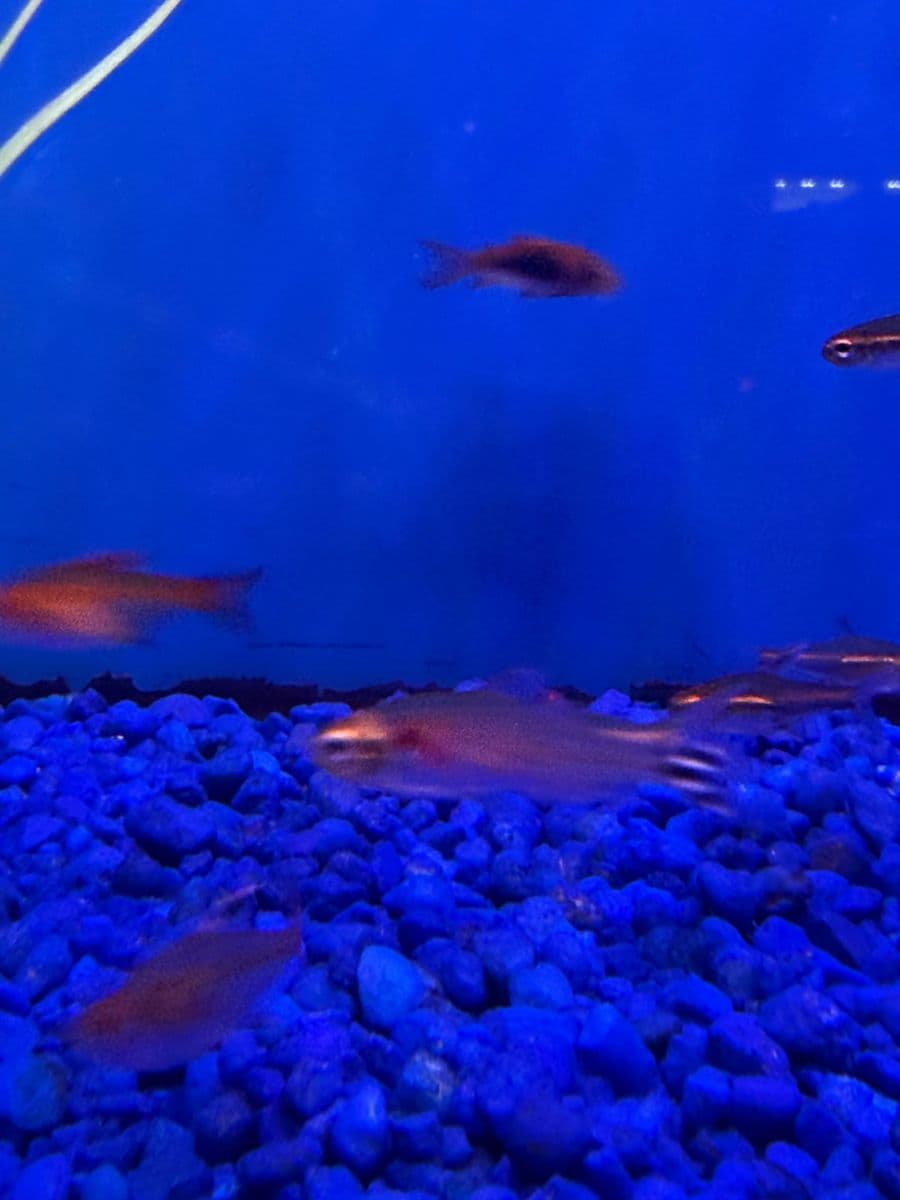 Ember Tetra at Sea Cave Inc.