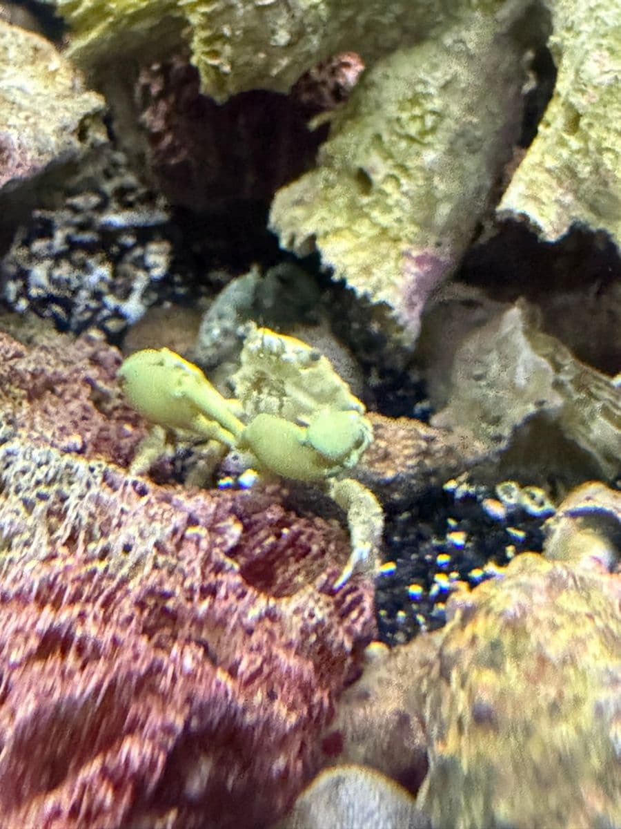 Emerald Crab