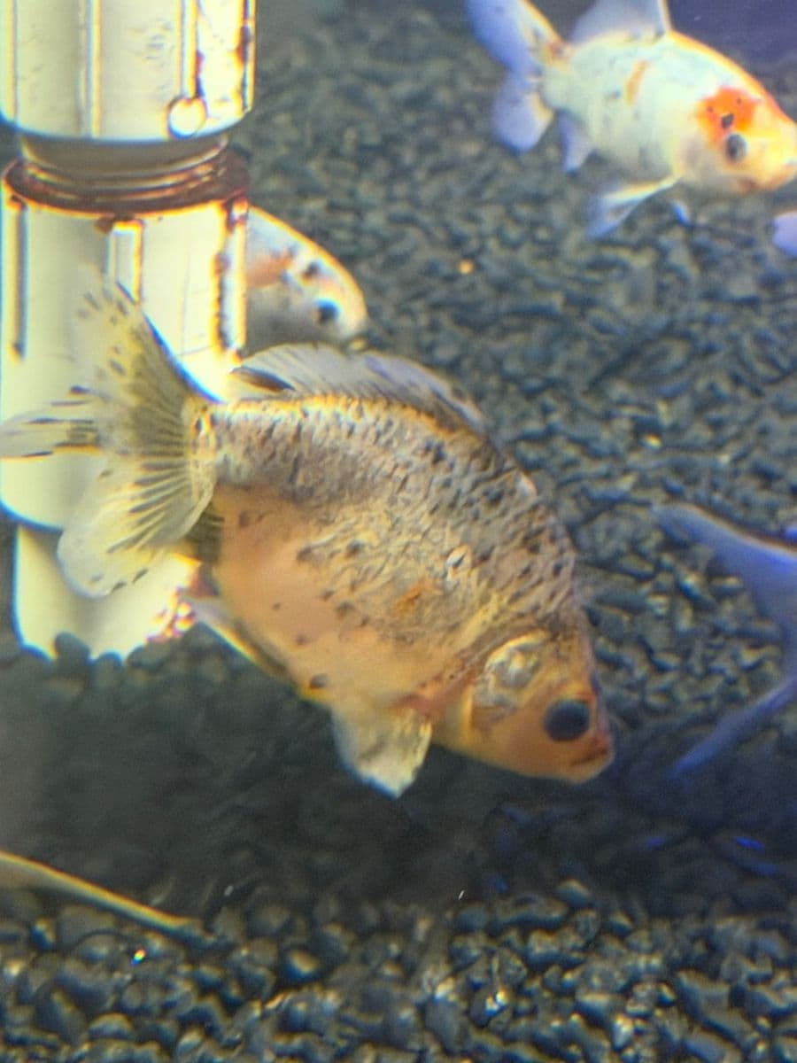 Fantail Goldfish - Calico at Sea Cave Inc.