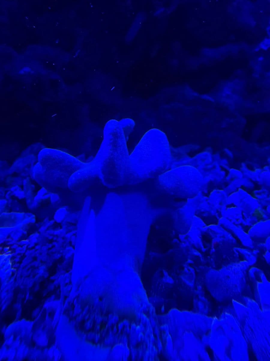 Finger Leather Coral at Sea Cave Inc.