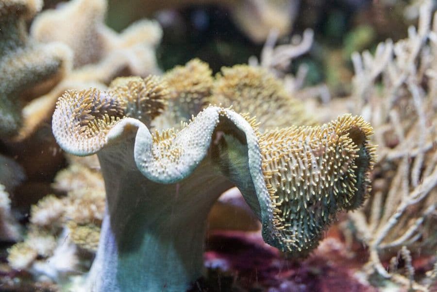 Toadstool Leather Coral at Sea Cave Inc.