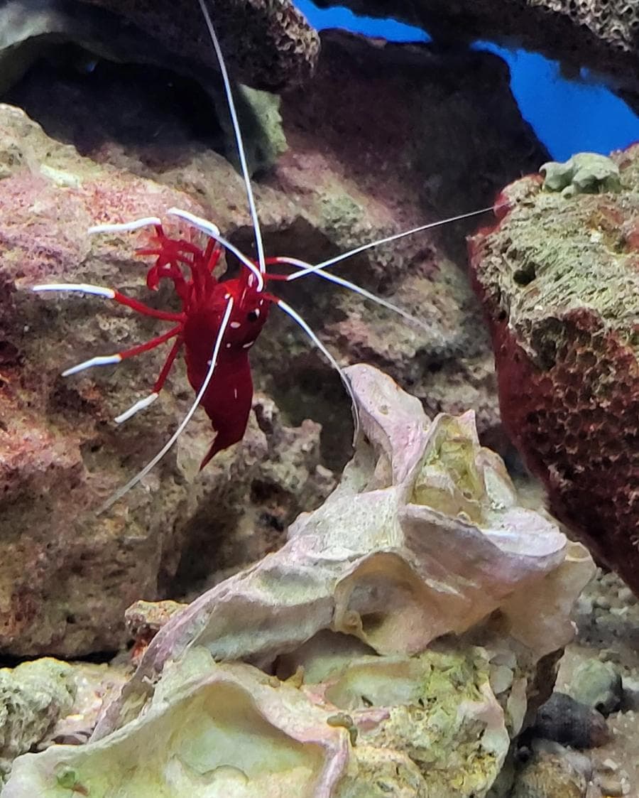 Fire Shrimp at Sea Cave Inc.