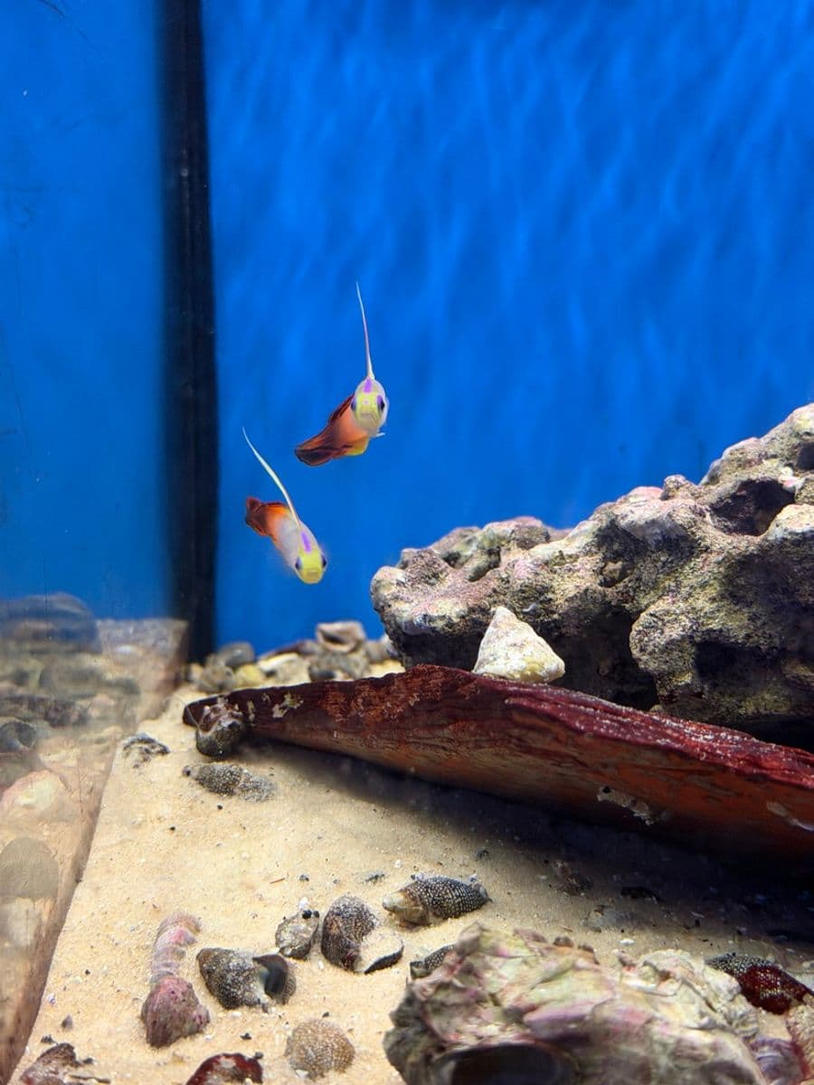Firefish Goby at Sea Cave Inc.