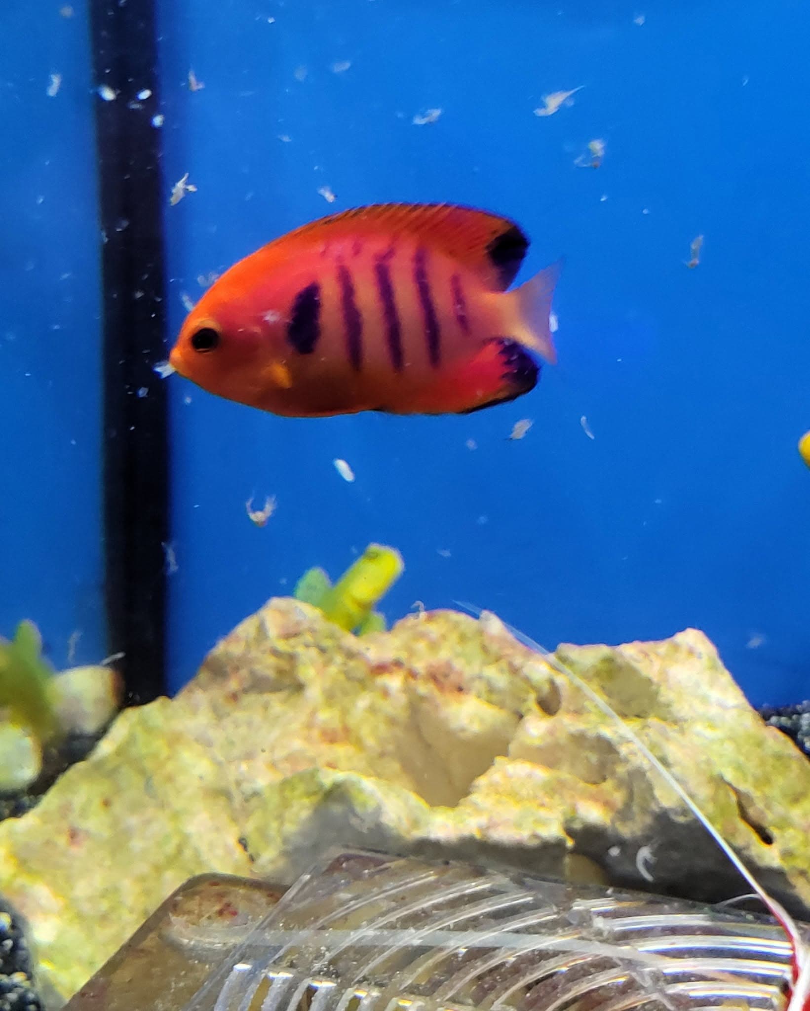 Flame Angelfish at Sea Cave Inc.
