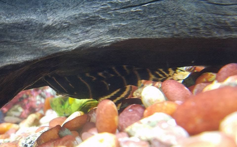 Flash Pleco (L204) at Sea Cave Inc.