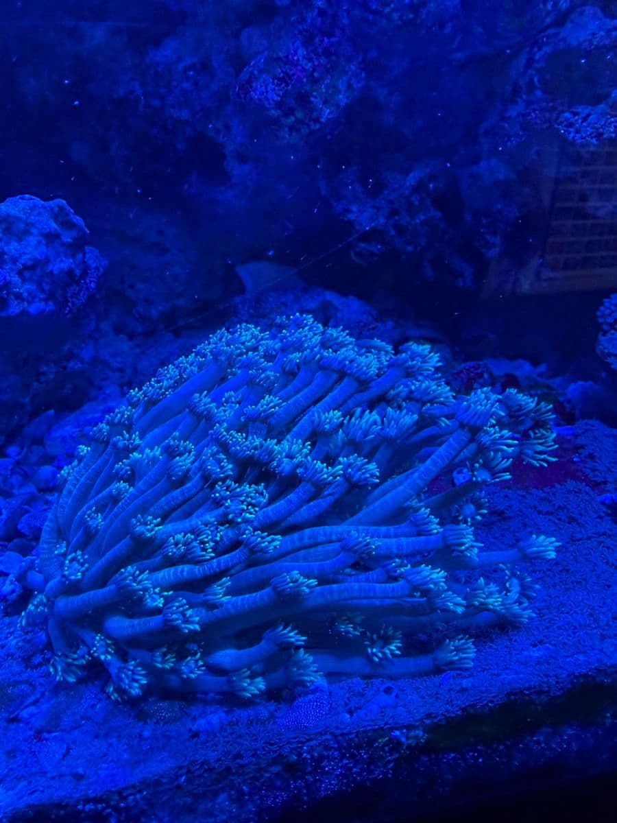 Flower Pot Coral at Sea Cave Inc.