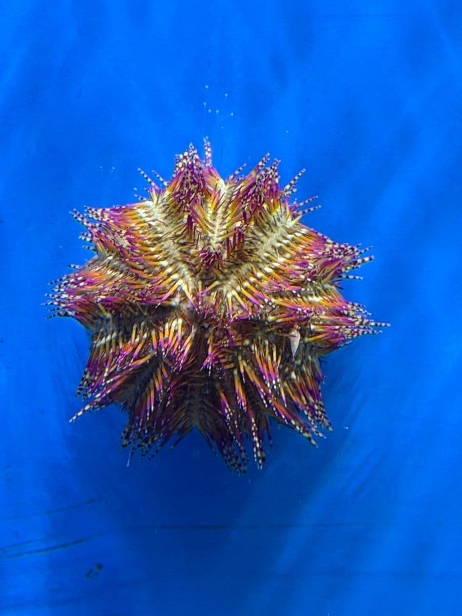 Flower Urchin at Sea Cave Inc.