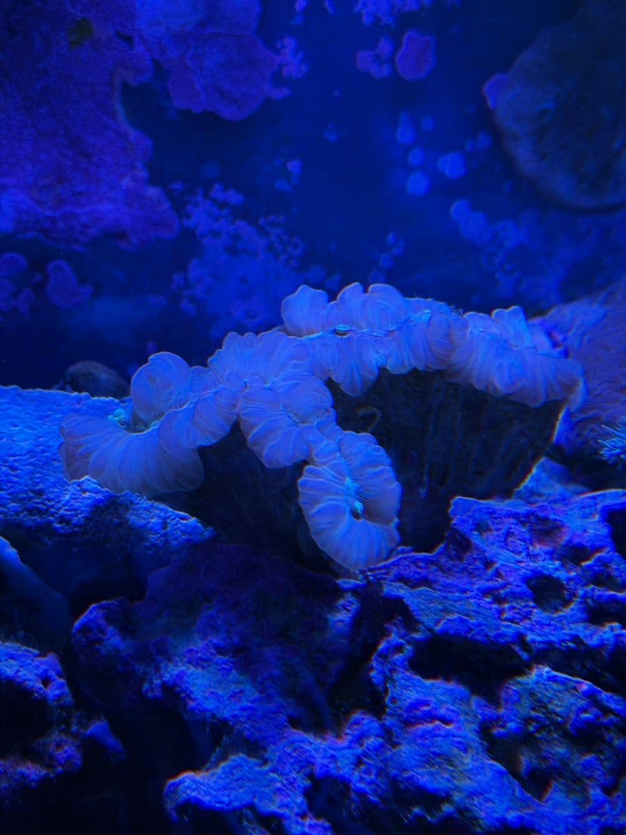 Fox Coral at Sea Cave Inc.