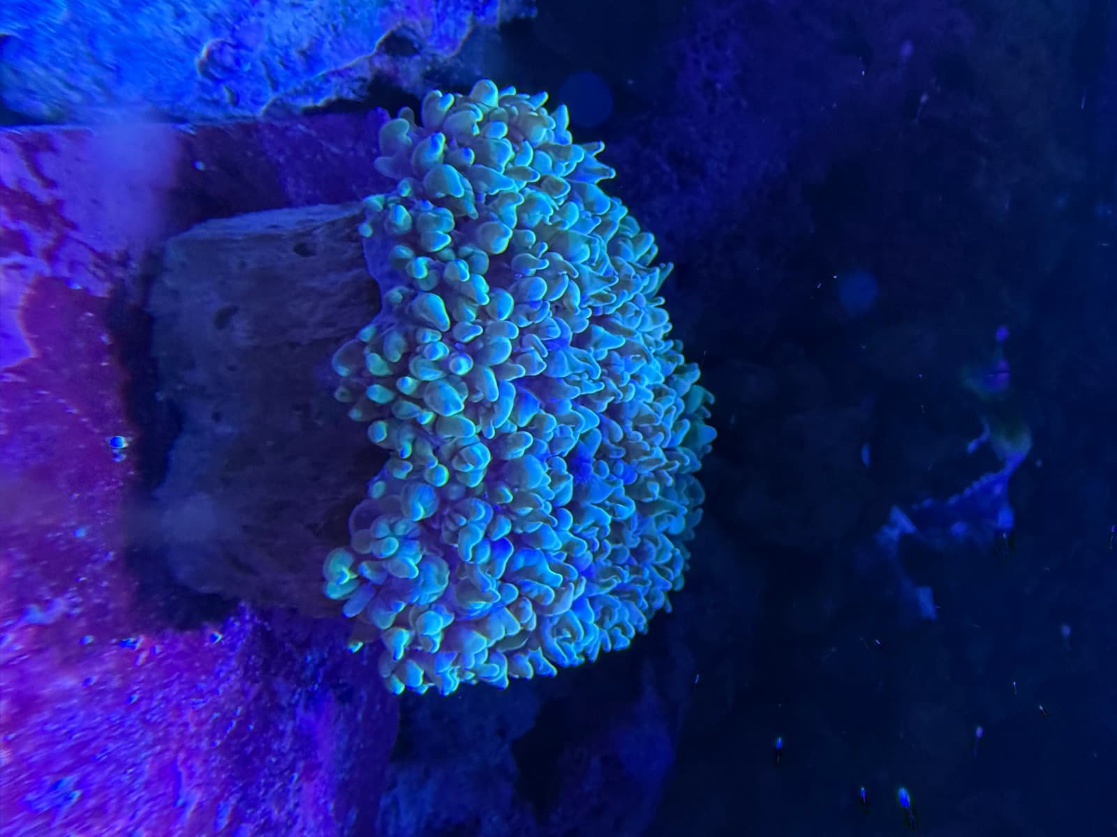 Frogspawn Coral at Sea Cave Inc.
