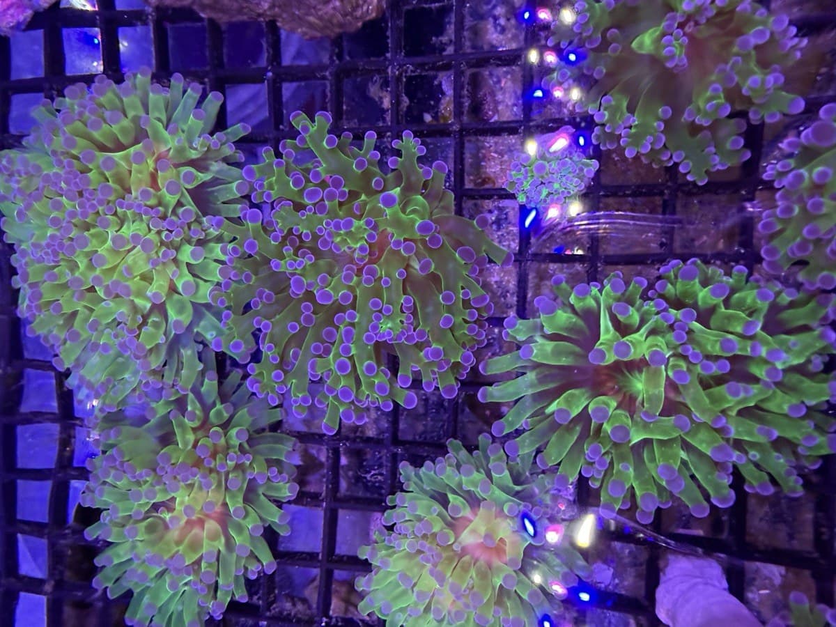 Frogspawn Coral at Sea Cave Inc.