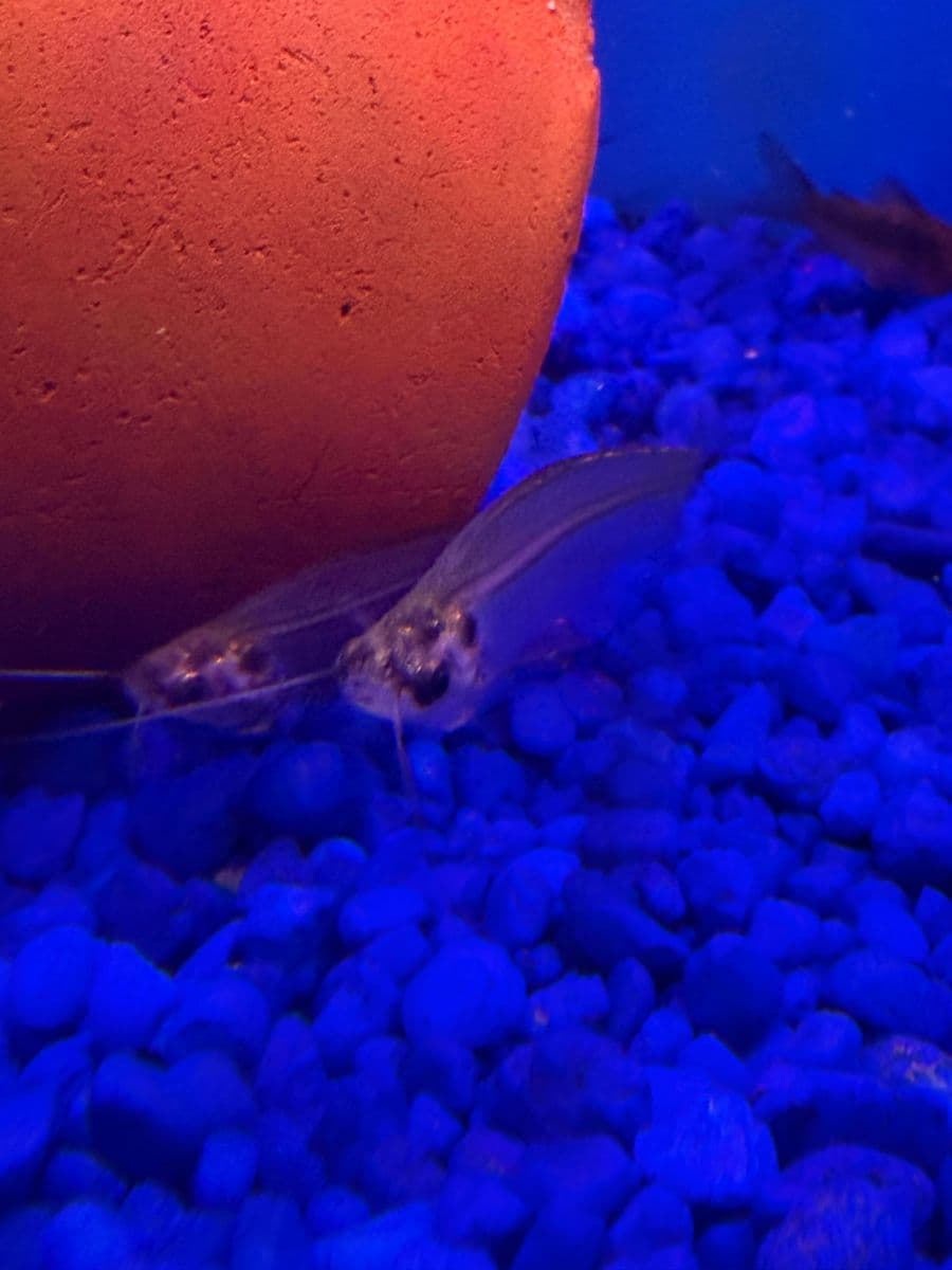Ghost Glass Catfish at Sea Cave Inc.