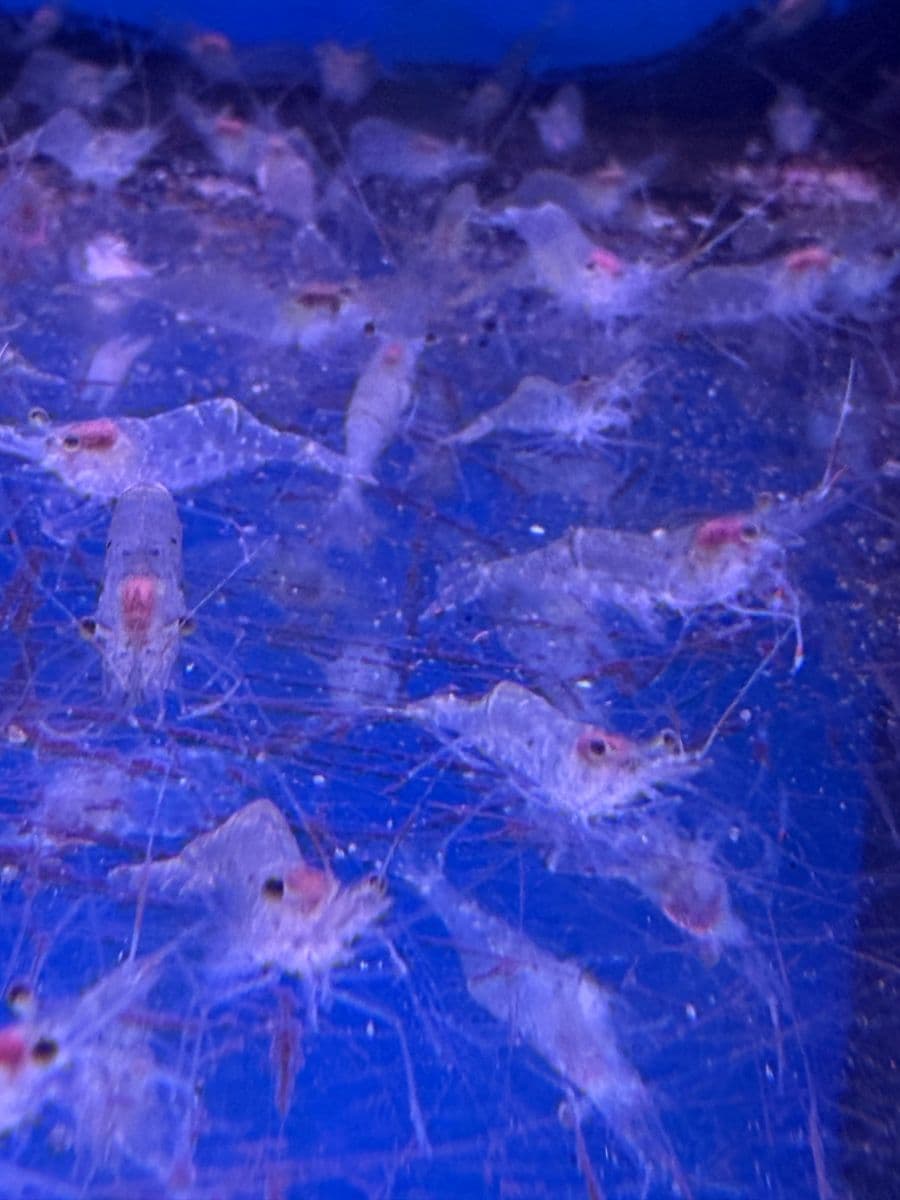 Ghost Shrimp at Sea Cave Inc.