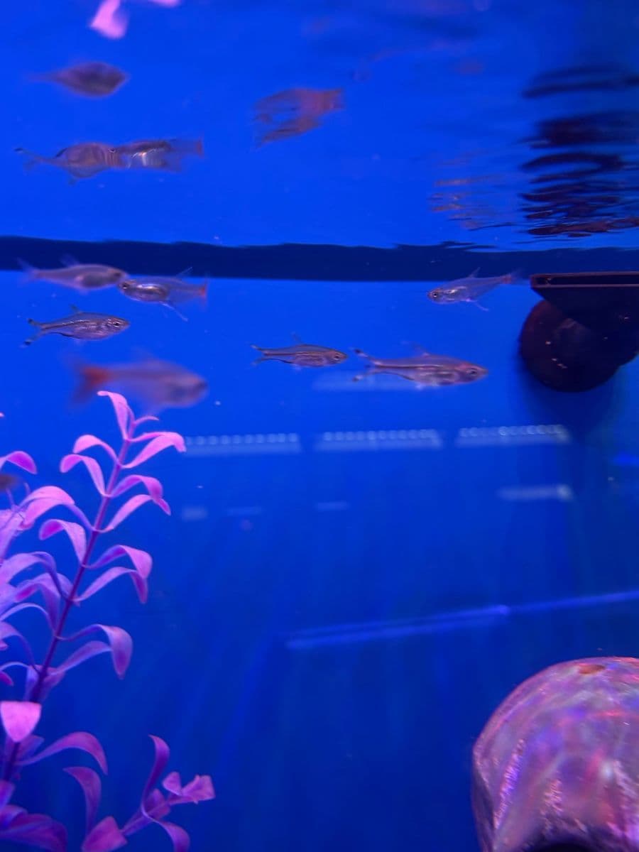 Glass Bloodfin Tetra at Sea Cave Inc.