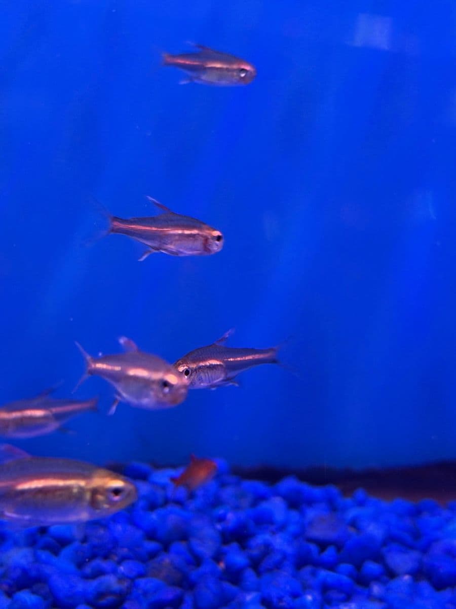 Glo-lite Tetra at Sea Cave Inc.