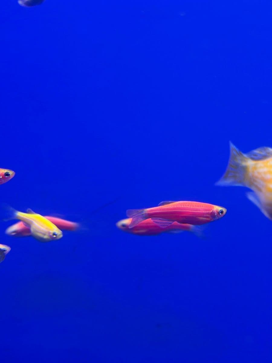 GloFish Danio at Sea Cave Inc.
