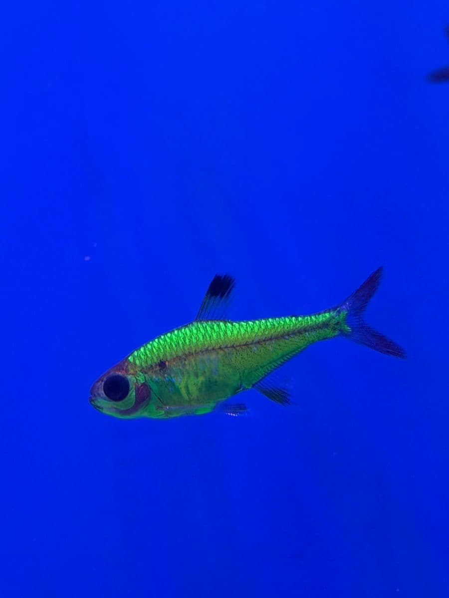 GloFish Pristella Tetra at Sea Cave Inc.