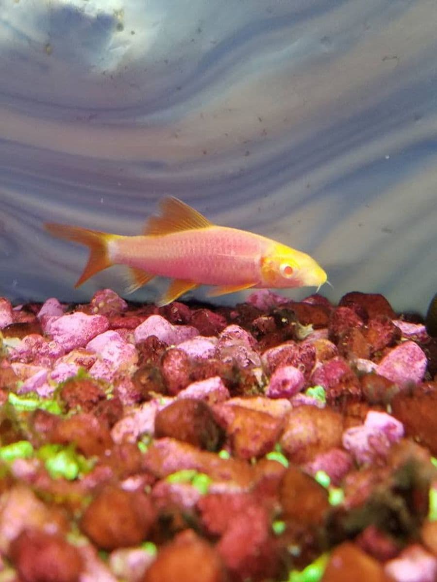 GloFish Shark at Sea Cave Inc.