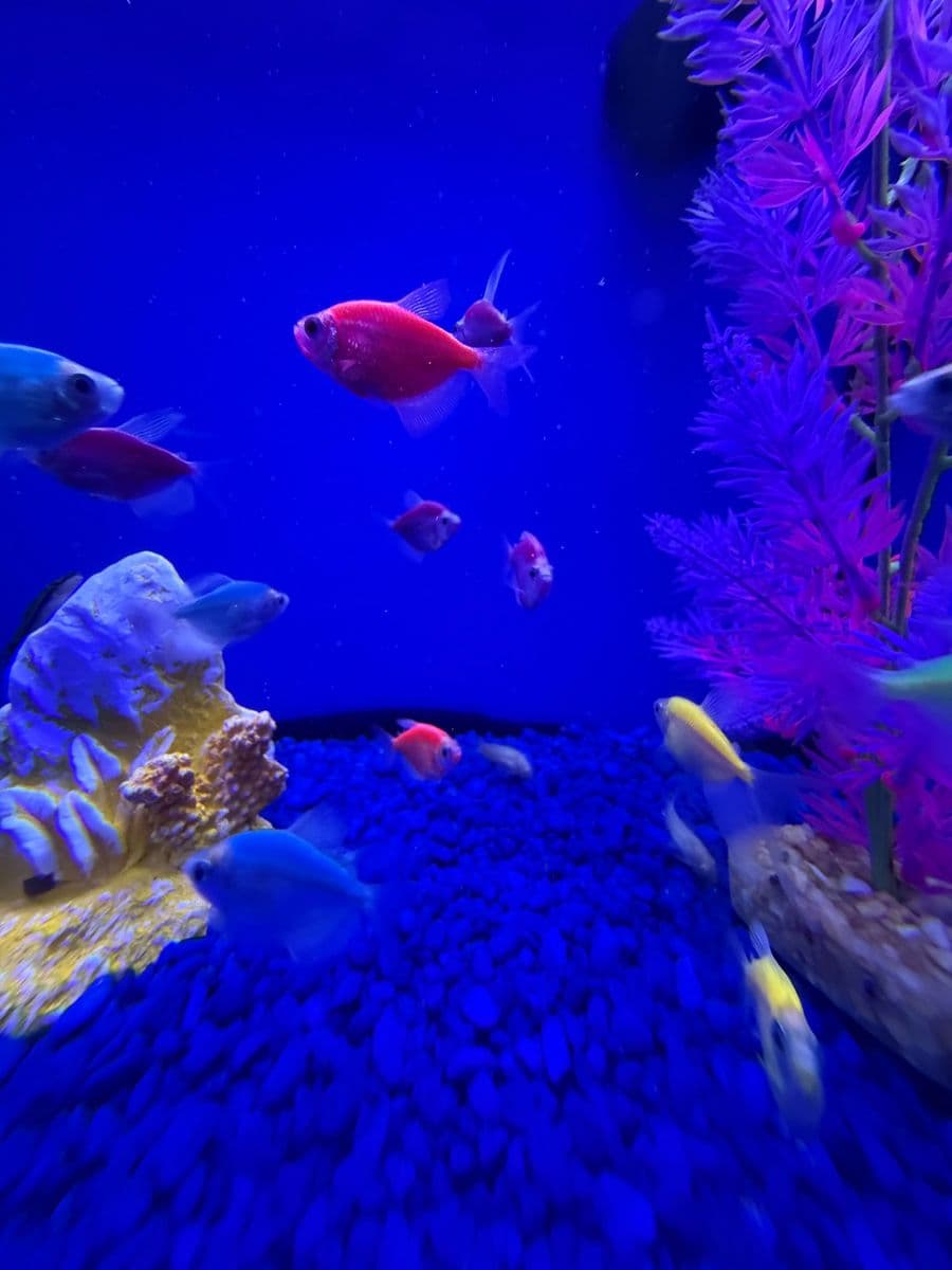 GloFish Tetra at Sea Cave Inc.