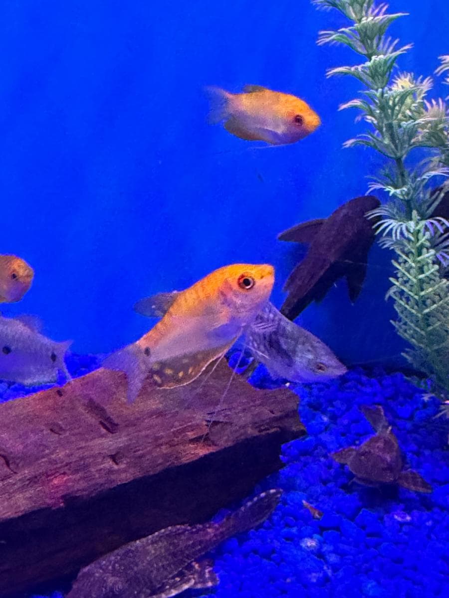 Gold Gourami at Sea Cave Inc.