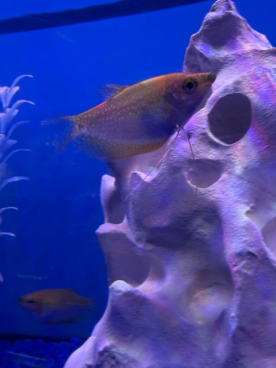 Gold Pearl Gourami at Sea Cave Inc.