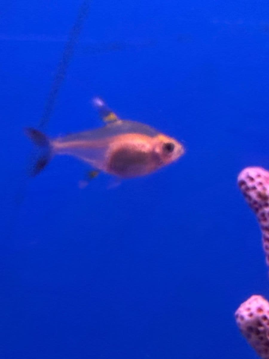 Pristella Tetra at Sea Cave Inc.