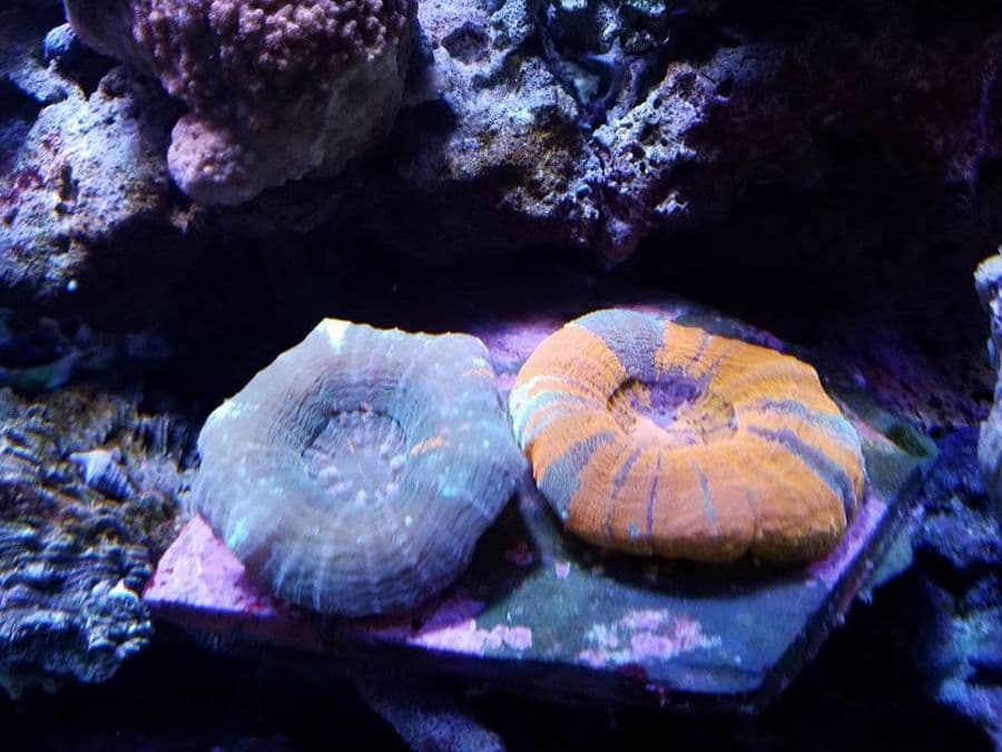 Gold Symphyllia at Sea Cave Inc.
