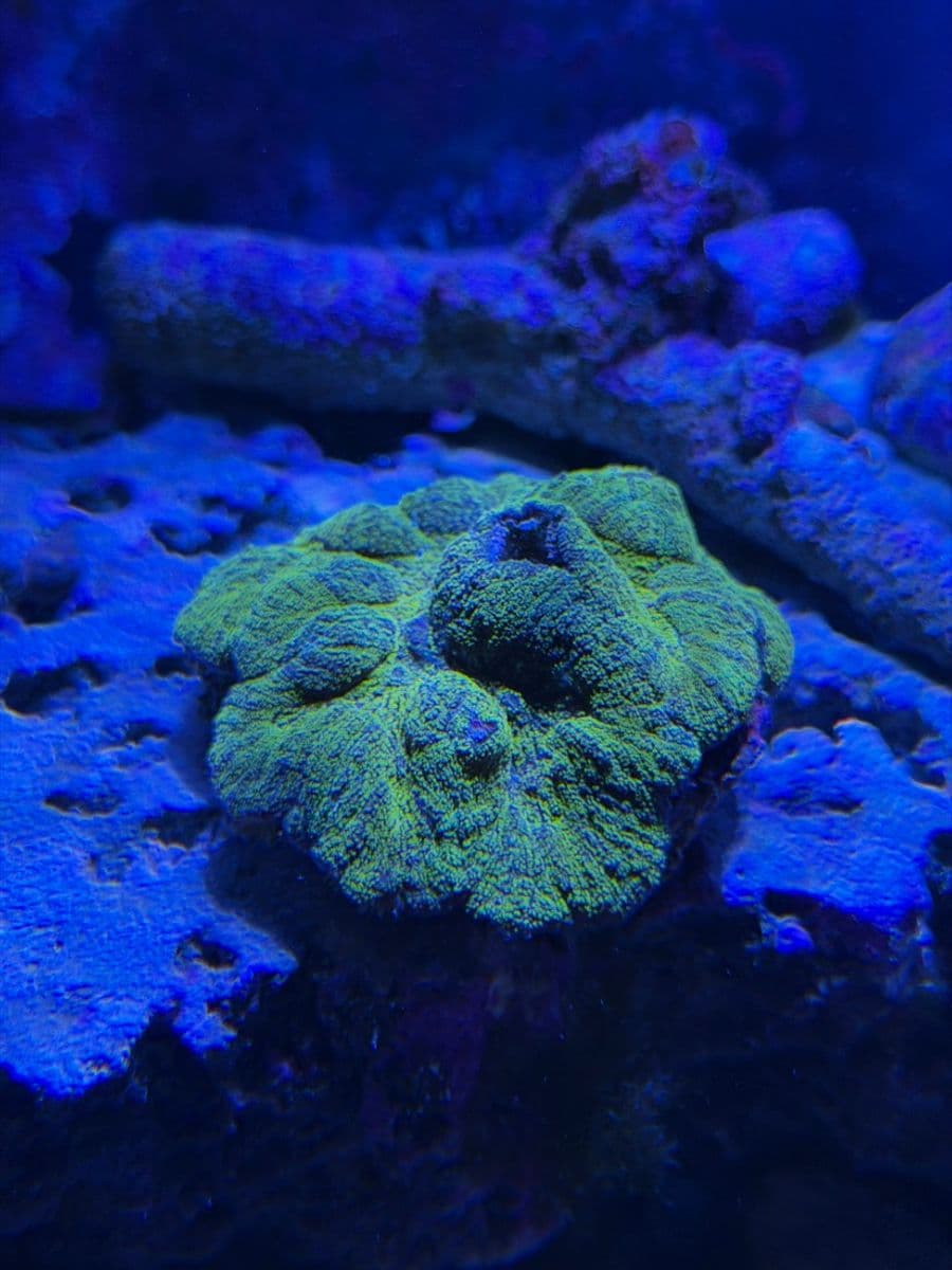 Gold Symphyllia at Sea Cave Inc.