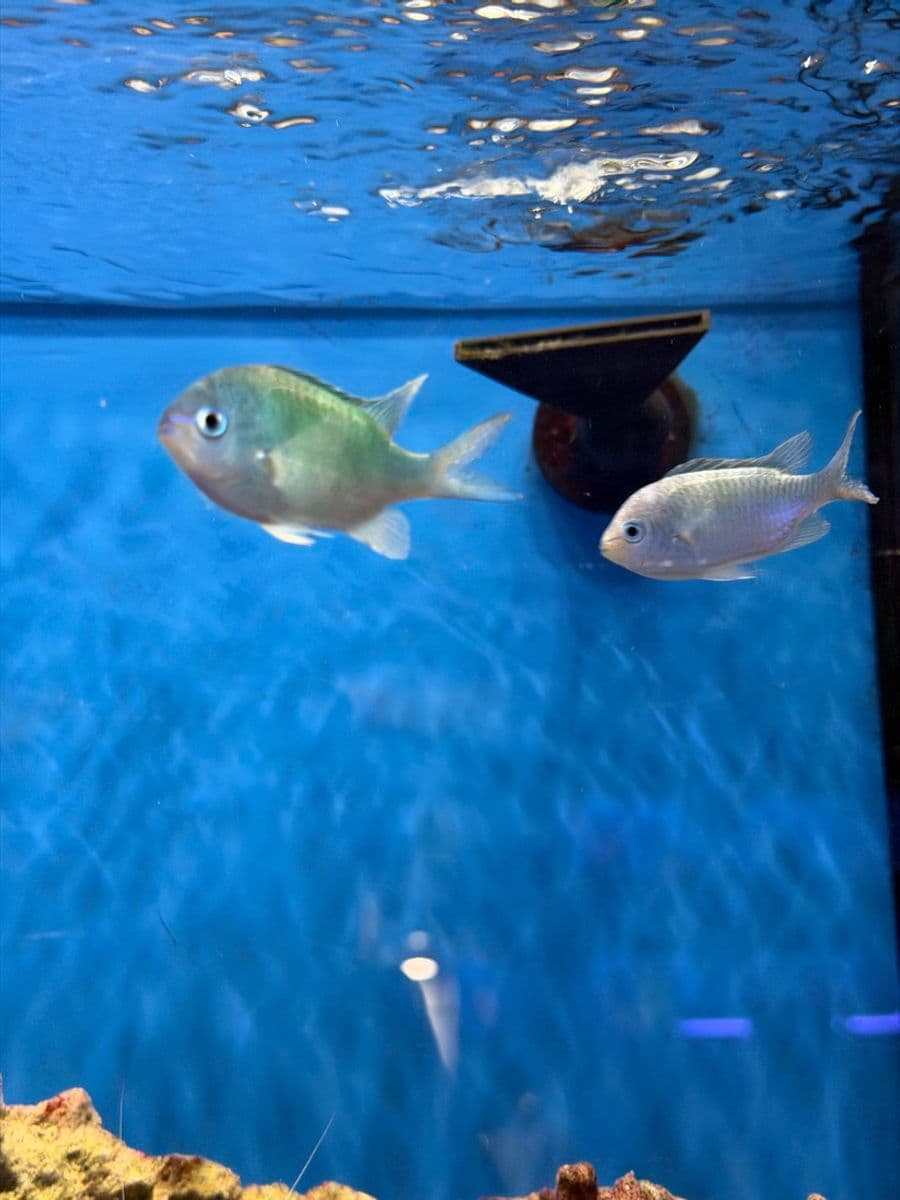 Green Chromis
