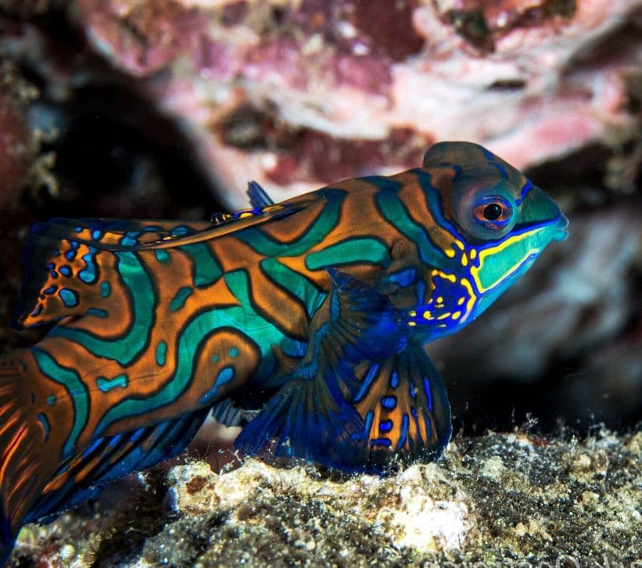 Mandarin Dragonet at Sea Cave Inc.