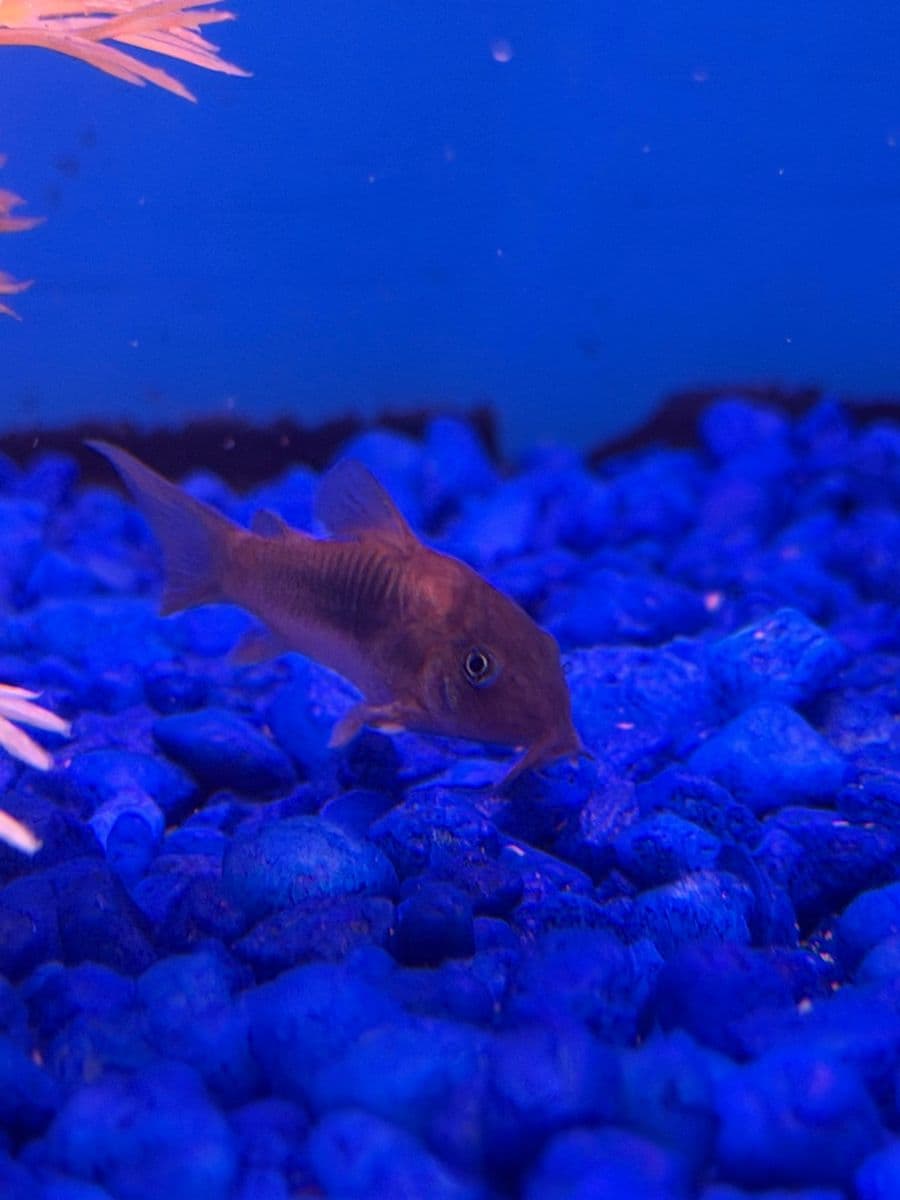 Bronze Cory at Sea Cave Inc.