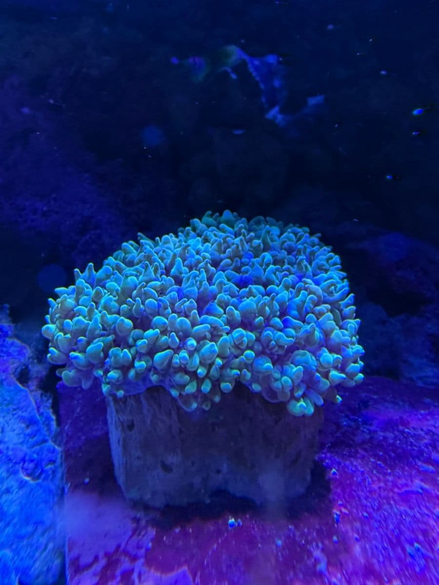 Green Pearl Bubble Coral at Sea Cave Inc.