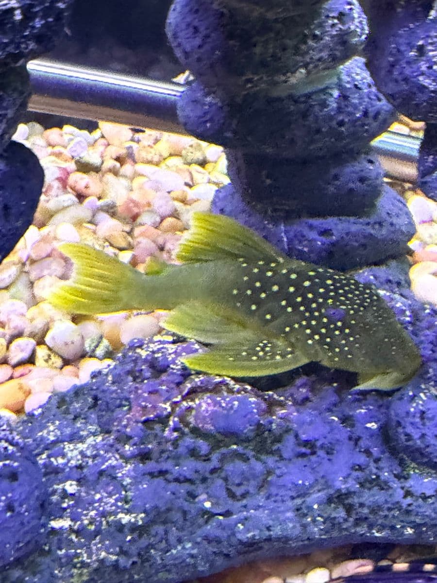 Green Phantom Pleco at Sea Cave Inc.