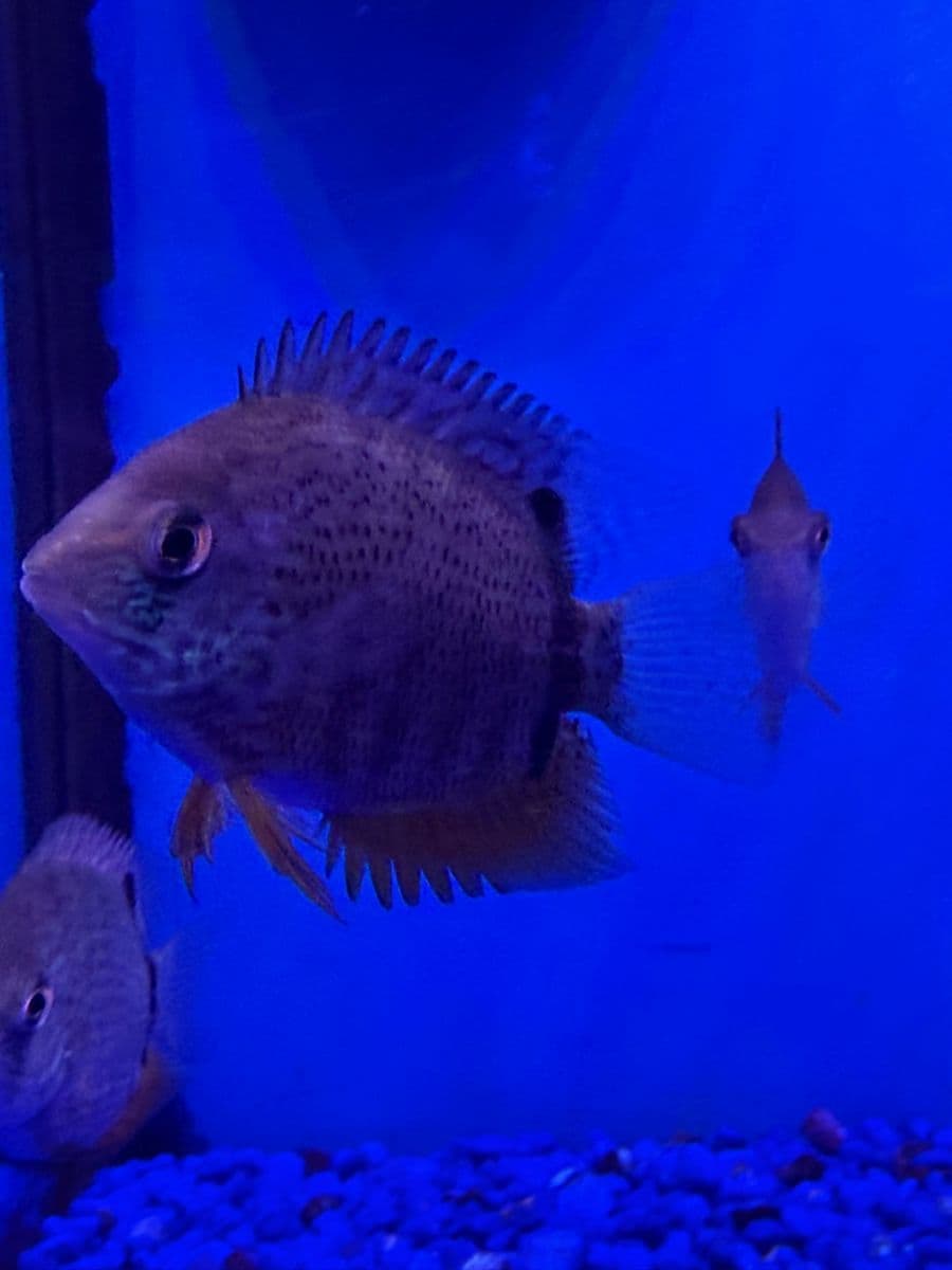 Green Severum at Sea Cave Inc.