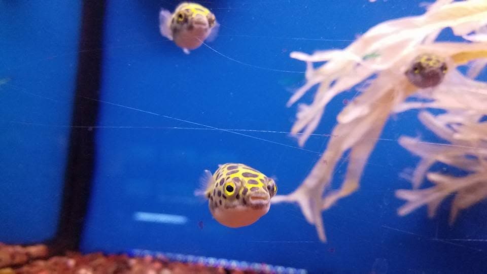 Green Spotted Puffer at Sea Cave Inc.