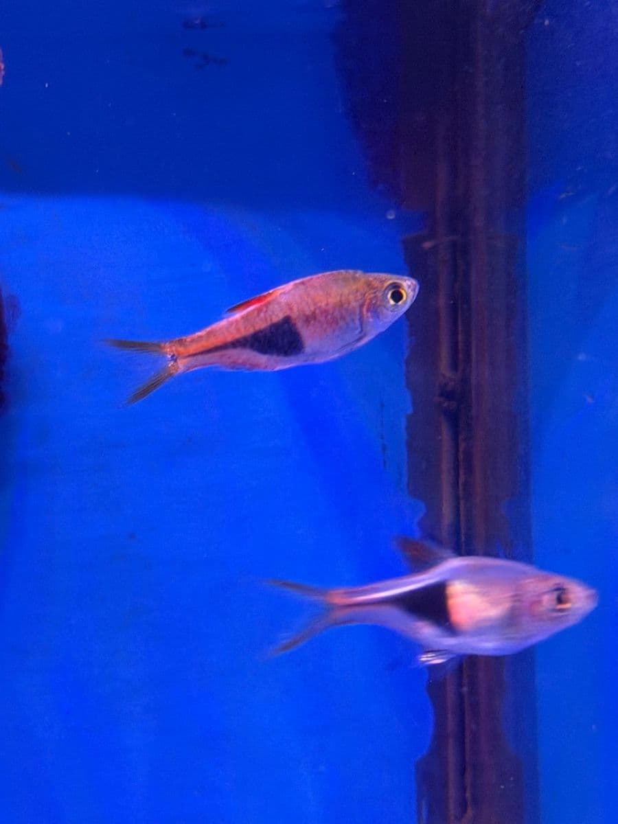 Harlequin Rasbora