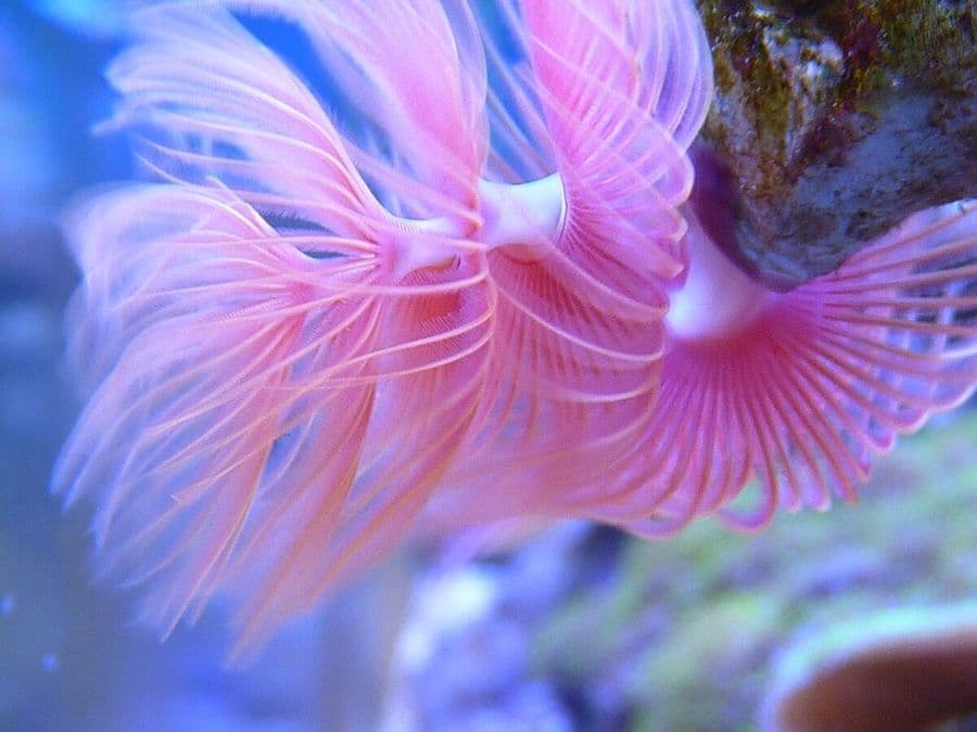 Hawaiian Feather Duster at Sea Cave Inc.