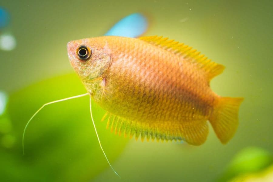 Honey Gourami at Sea Cave Inc.
