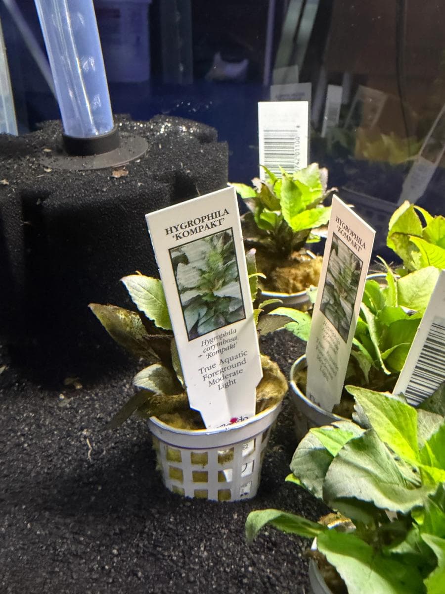 Hygrophila 'Kompakt' at Sea Cave Inc.