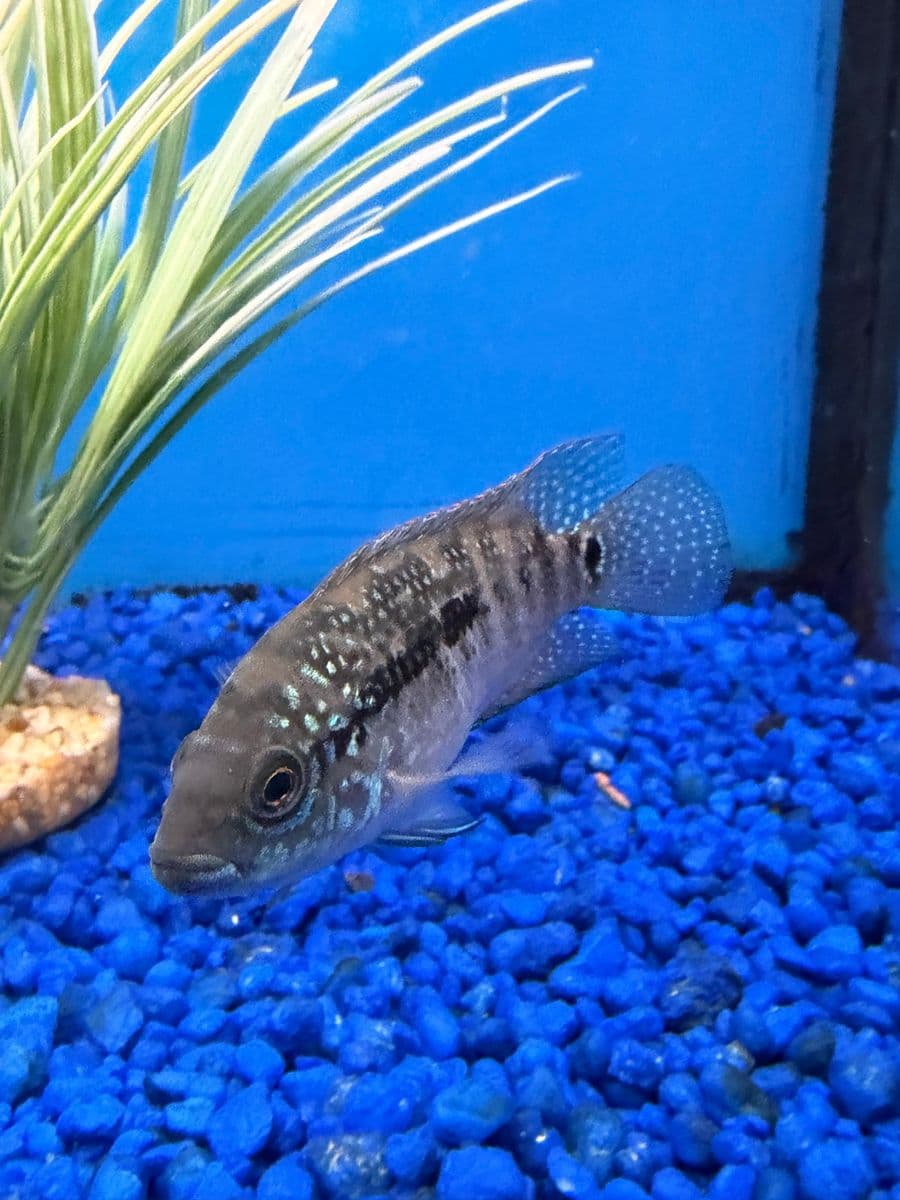 Jack Dempsey at Sea Cave Inc.