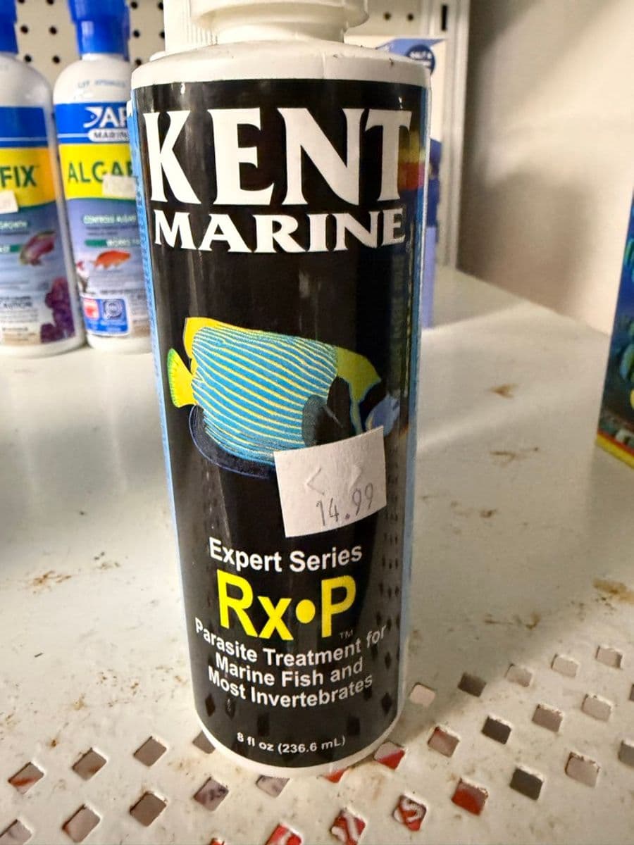 Kent Marine Expert Series Rx•P Parasite Treatment for Marine Fish and Most Invertebrates 8 fl oz at Sea Cave Inc.