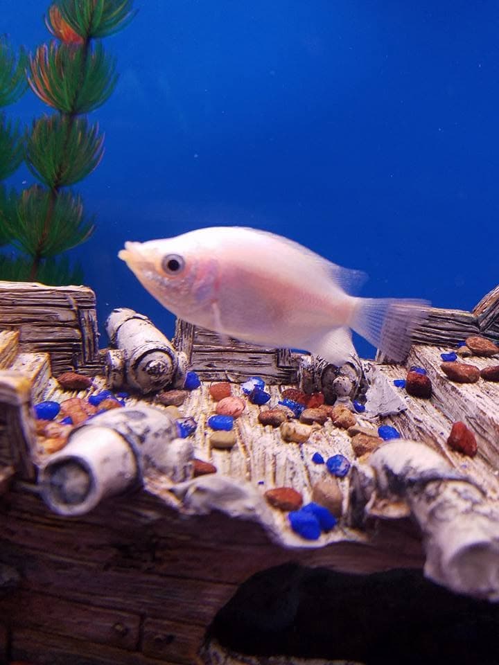 Kissing Gourami at Sea Cave Inc.