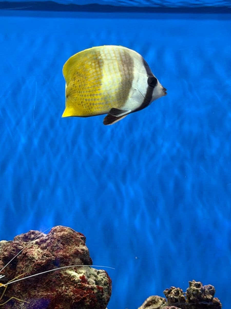 Klein's Butterflyfish at Sea Cave Inc.