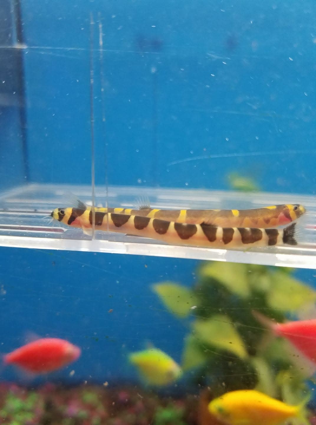 Kuhli Loach at Sea Cave Inc.