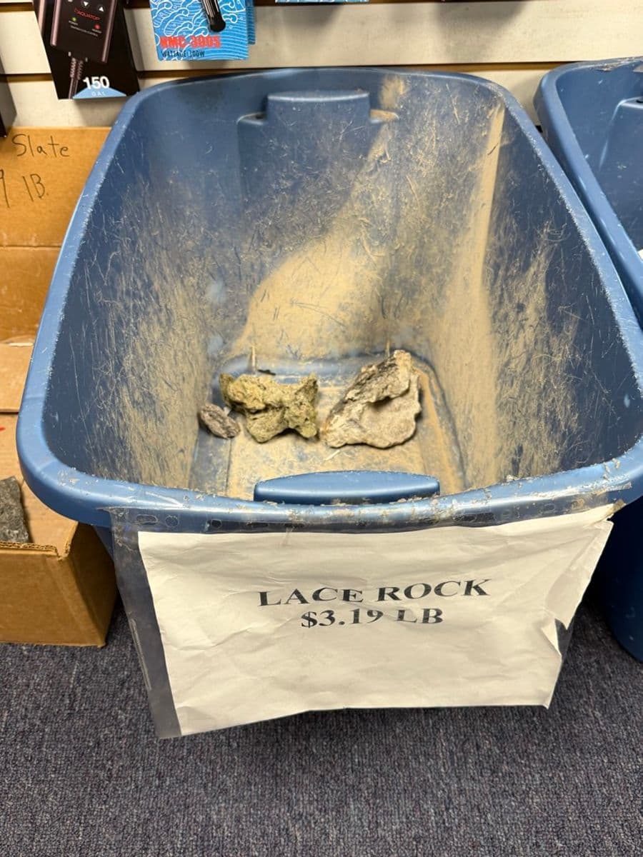 Lace Rock (sold by pound) at Sea Cave Inc.