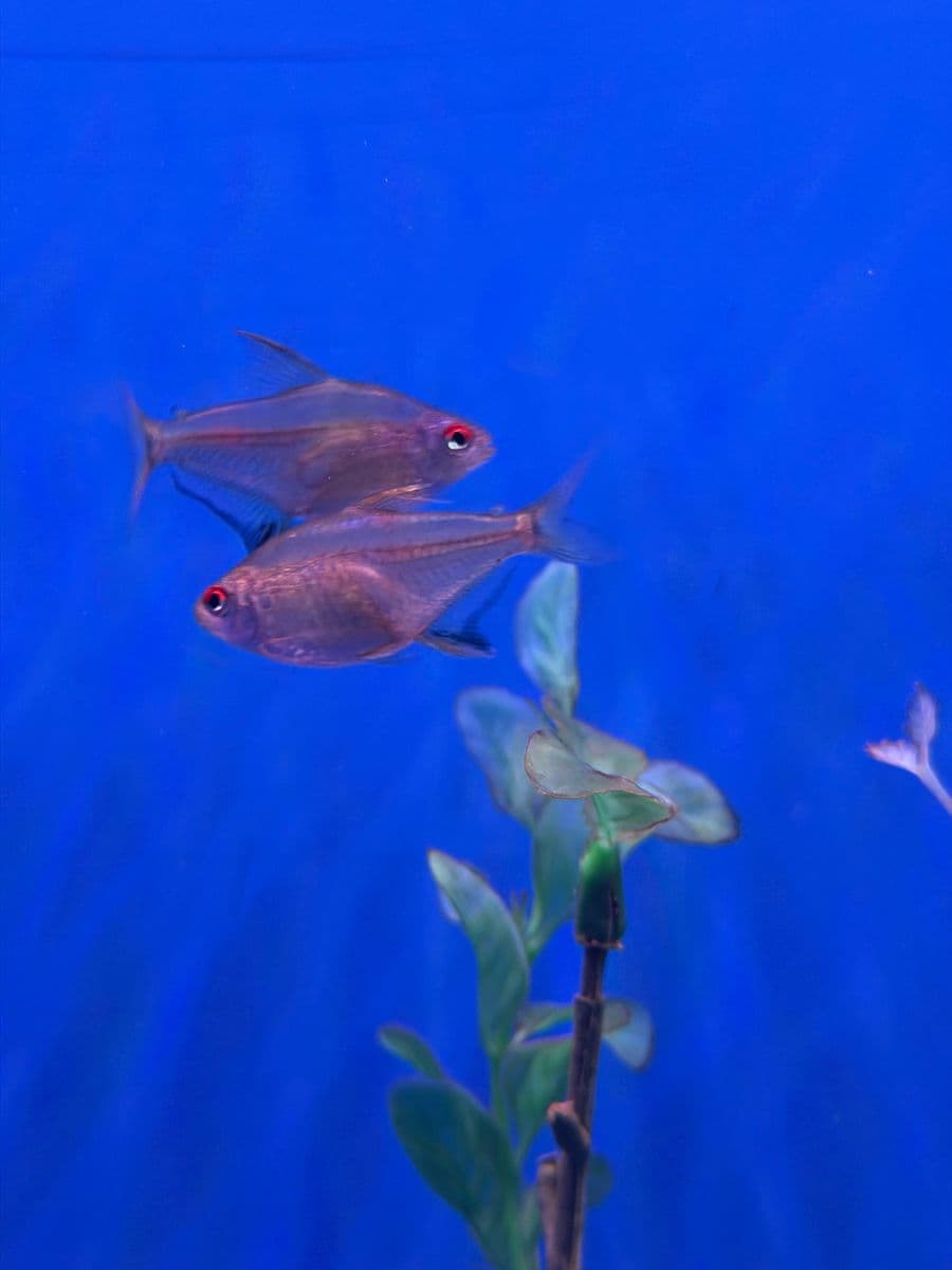 Lemon Tetra at Sea Cave Inc.