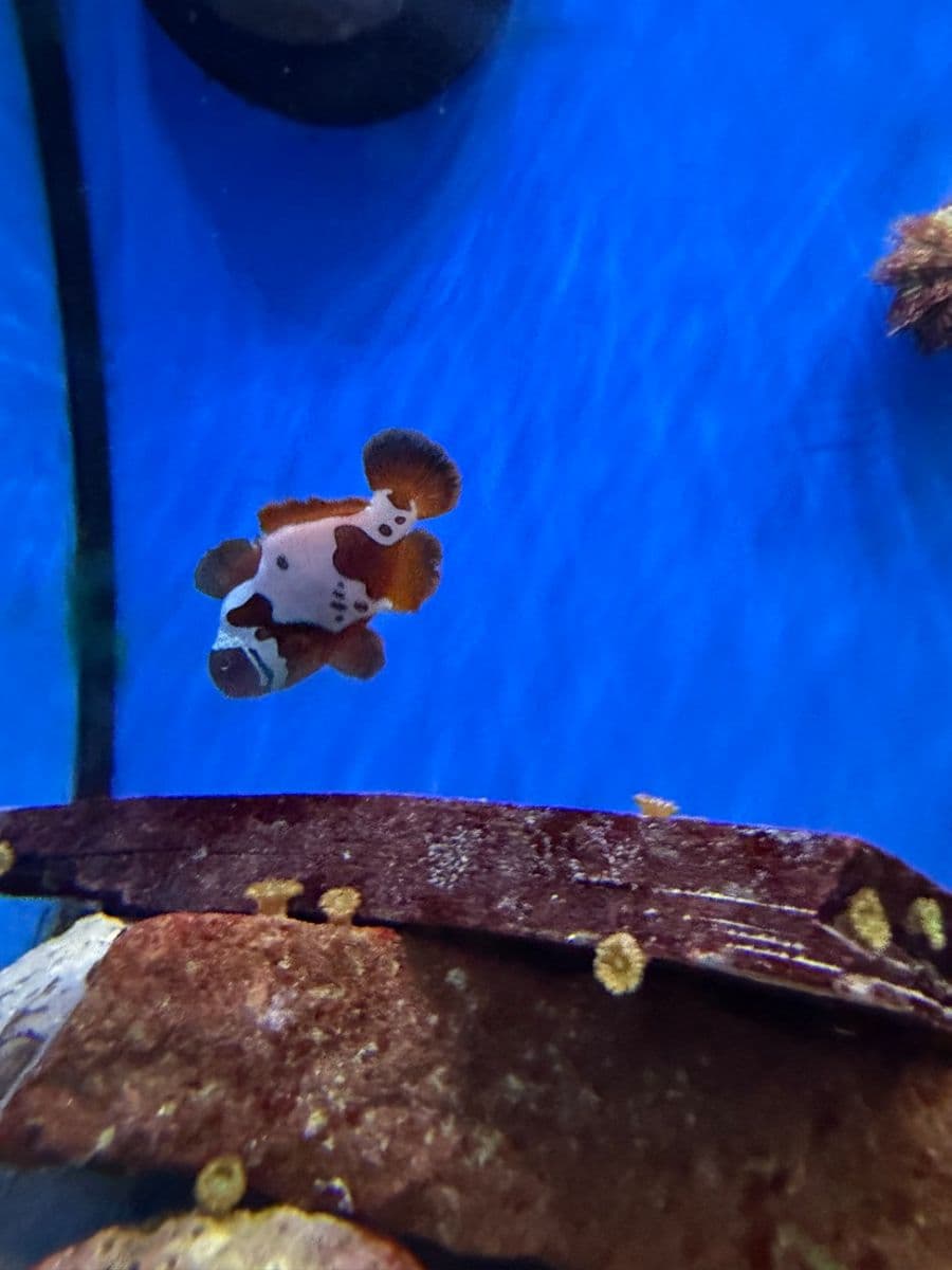 Lightning Maroon at Sea Cave Inc.