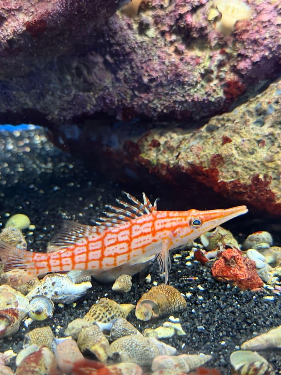 Long-nosed Hawkfish at Sea Cave Inc.