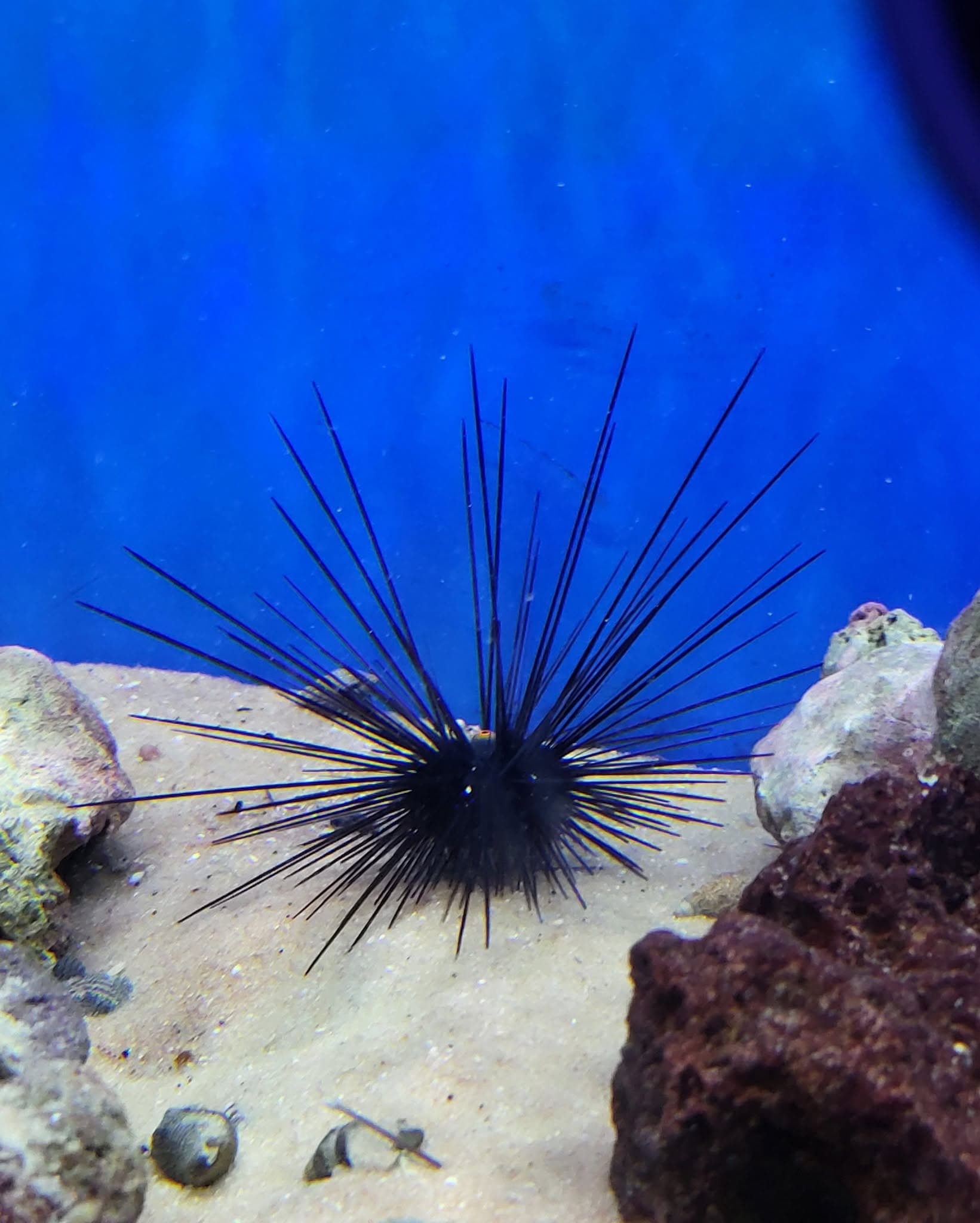 Long-Spine Sea Urchin at Sea Cave Inc.