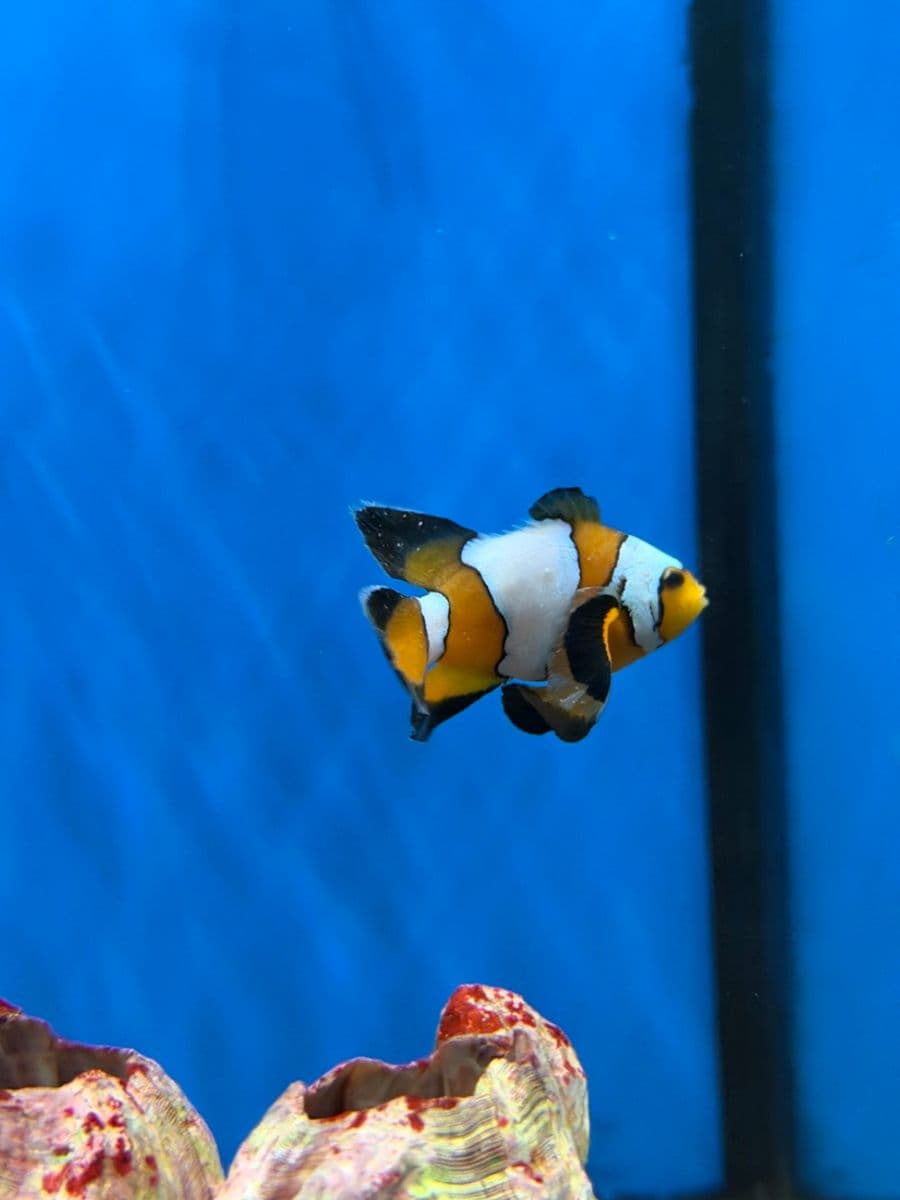 Longfin Black Ice at Sea Cave Inc.